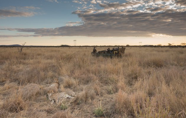 Luie cheetahs spotten in Madikwe