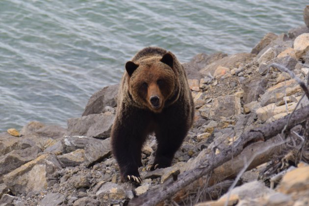 Grizzlybeer (Ursus arctos horribilis)