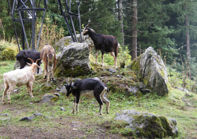 geiten in de berg wei