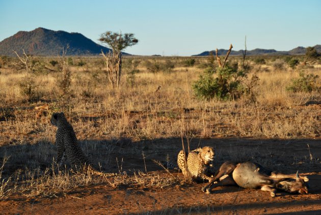 Smullende cheeta's