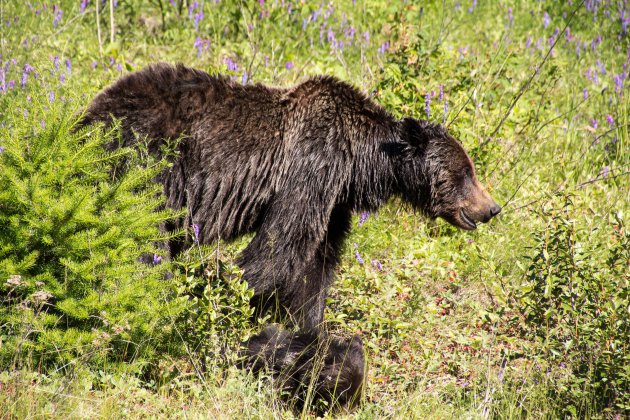 Oog in oog met 3 Grizzly's