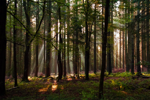 Sprookjesbossen in de Eifel