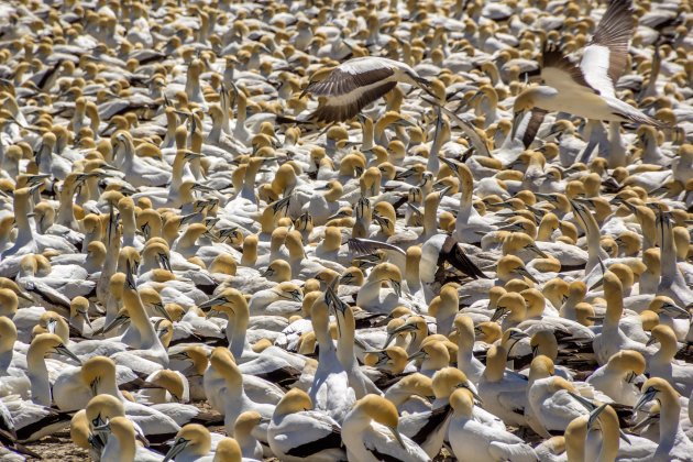 Op zoek naar de juiste vogel