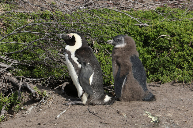 Pinguins @ Stoney Point