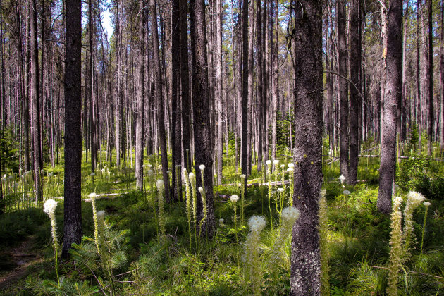 Beargrass bos