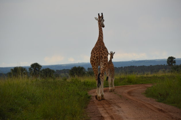 Prive safari in Oeganda