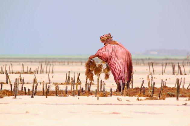 Heimwee naar Zanzibar