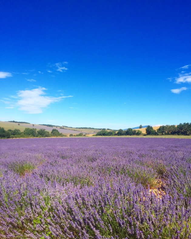 Lavendel in de Provence