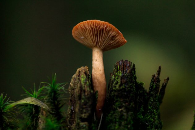 Paddenstoelen in het bos