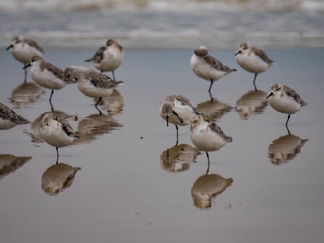 Strandstaanders