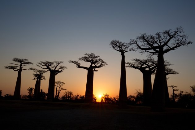 Zonsondergang Baobablaan