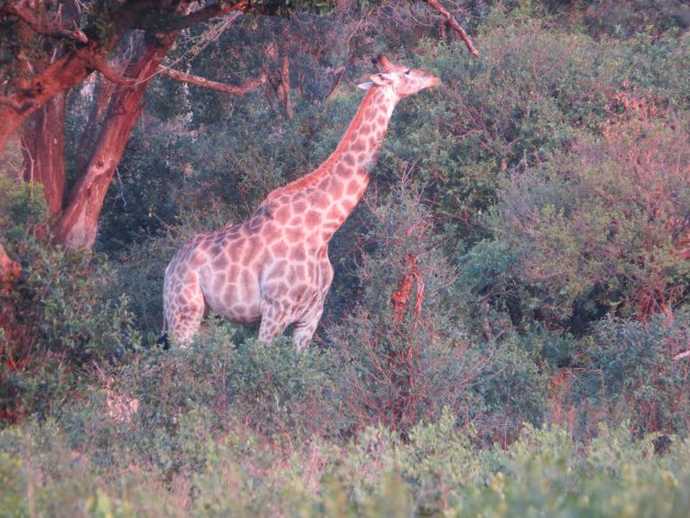 giraf in het Hluhluwe Imfolozi Park