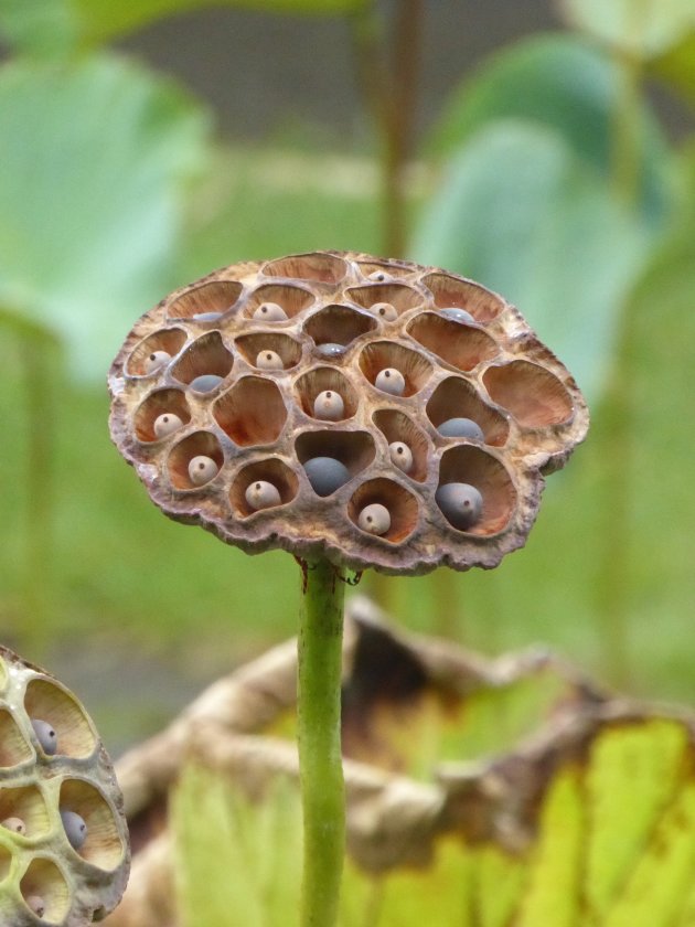 Lotus zaaddoos in botanische tuin