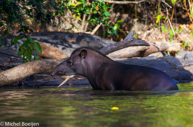 Tapir