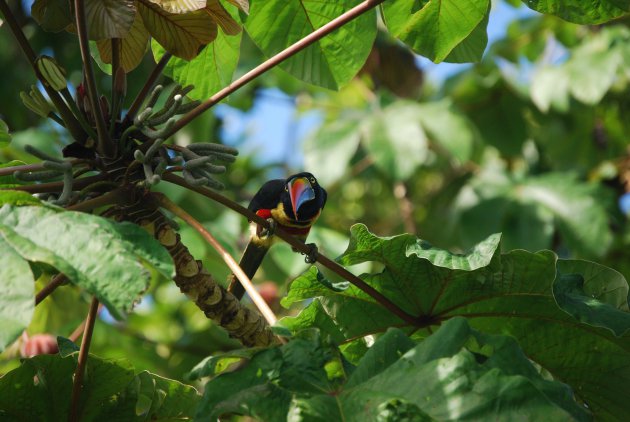 Nieuwsgierige Aracari