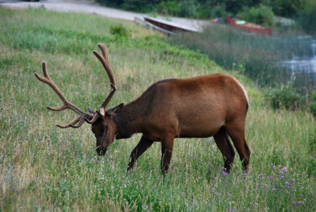 Wapiti hert in Jasper NP