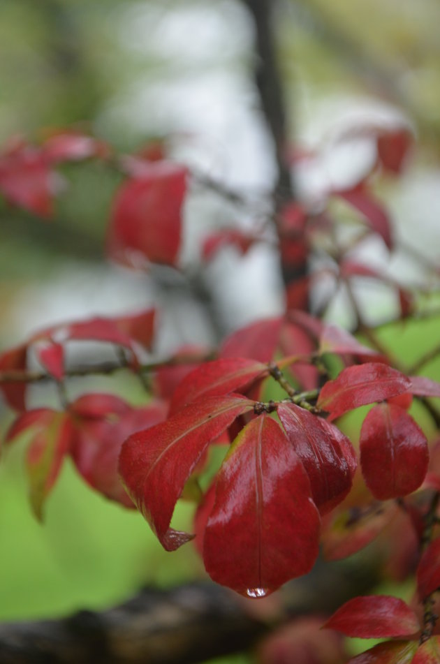 Herfst