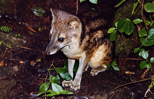 Fossa Fossana in Ranomafana