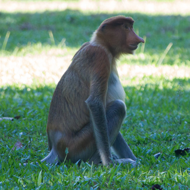 Neusapen in Borneo