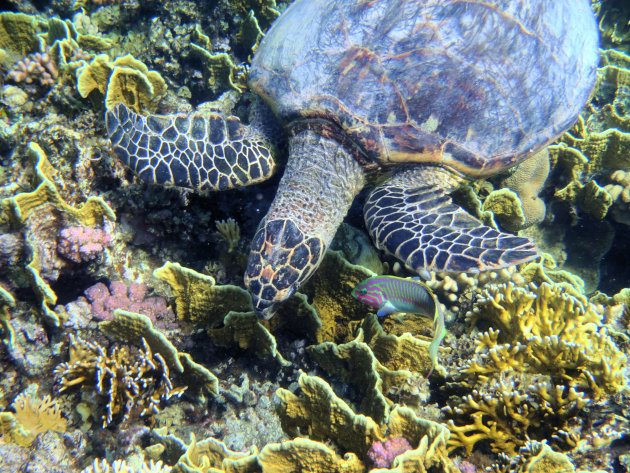 Groene zeeschildpad