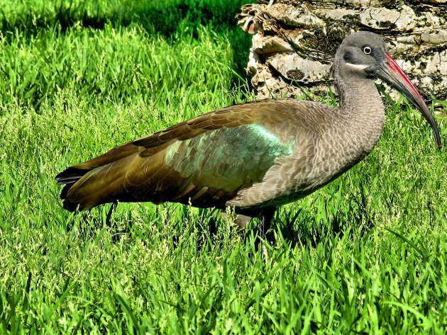 Hadada Ibis