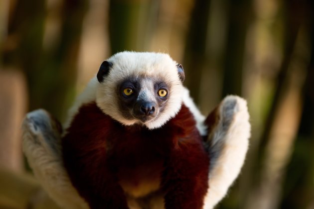 Verreaux Sifaka