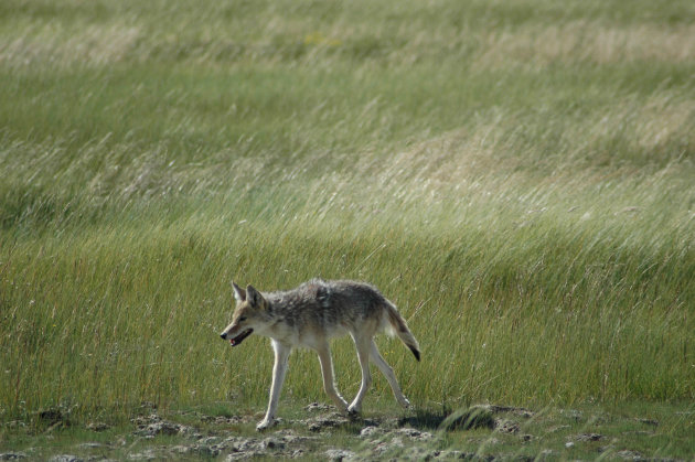 Coyote gespot