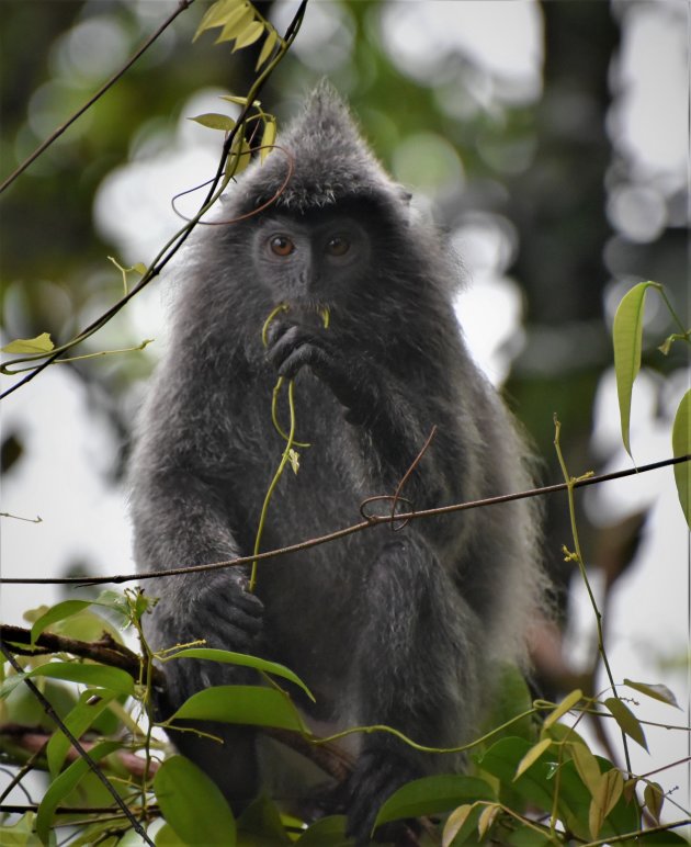 silver leaf monkey