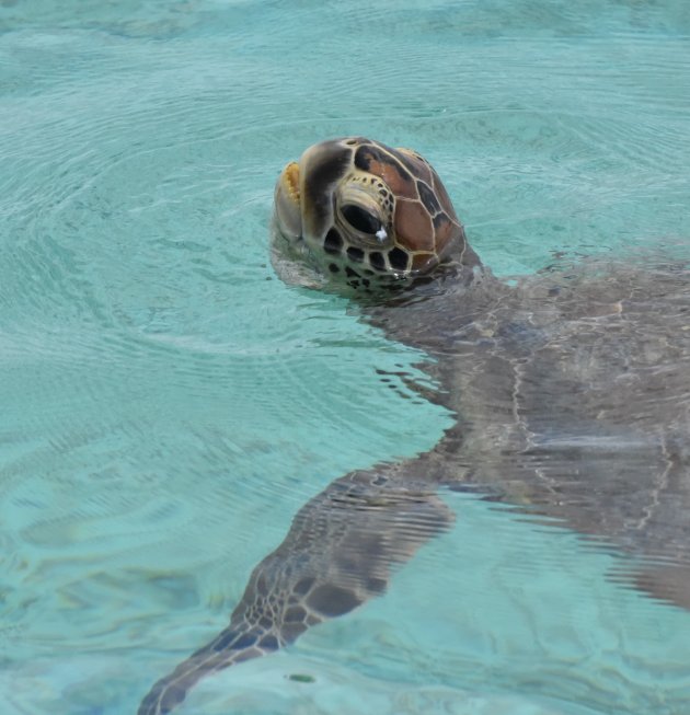 green sea turtle