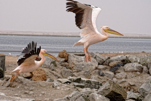 Walvis Bay-pelikanen