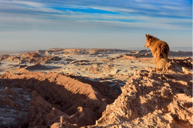 Het hondje van Valle de la Luna