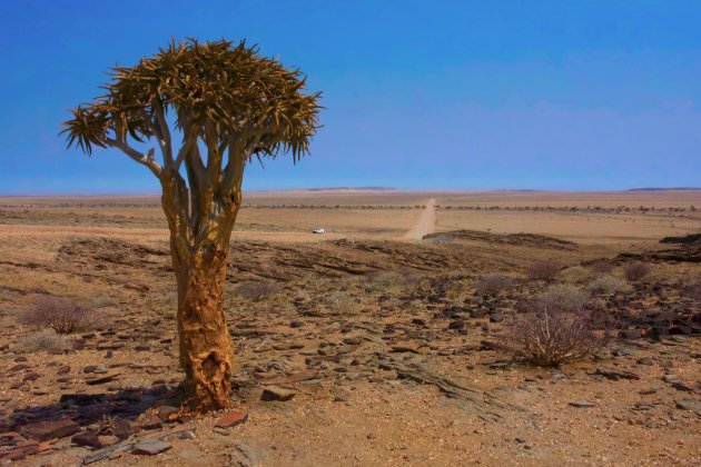 Onderweg naar de Aloë