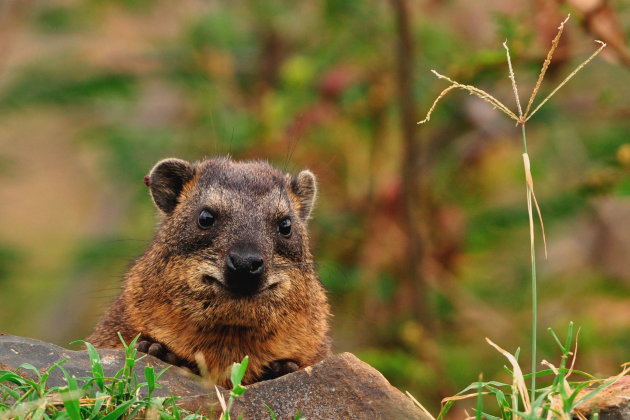 Rock Hyrax