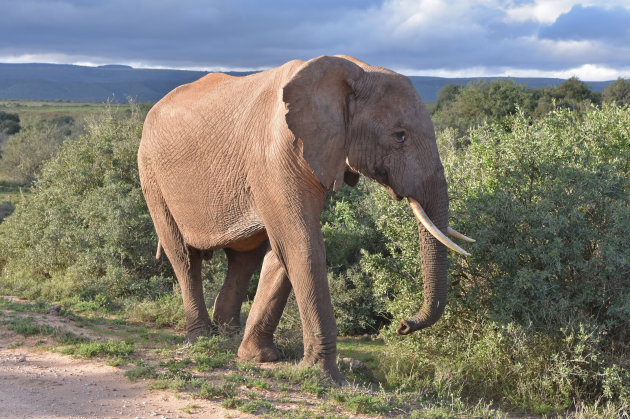 Olifanten spotten in Addo