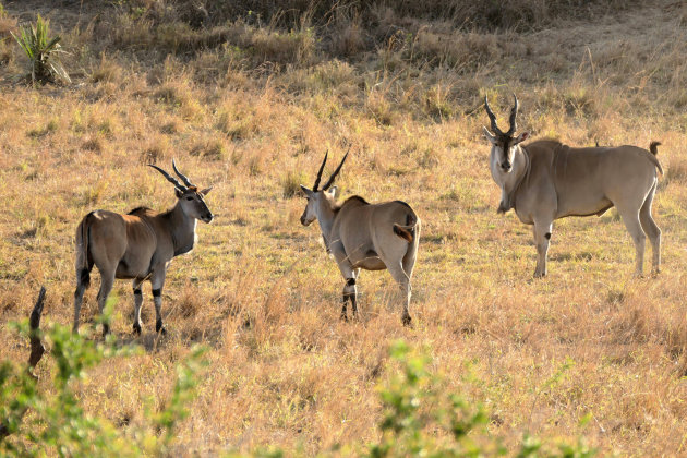 Eland Antilope