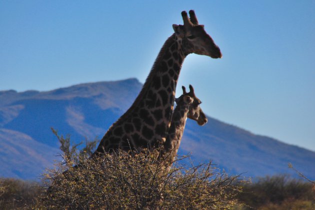 Wildlife spotten in Erindi