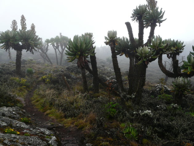 Trekking Mount Elgon in Uganda