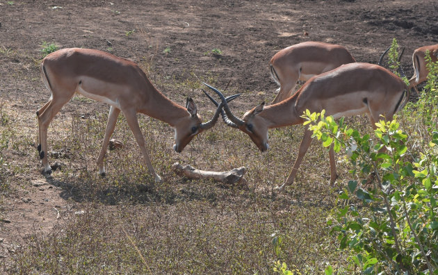 Baldadige impala's