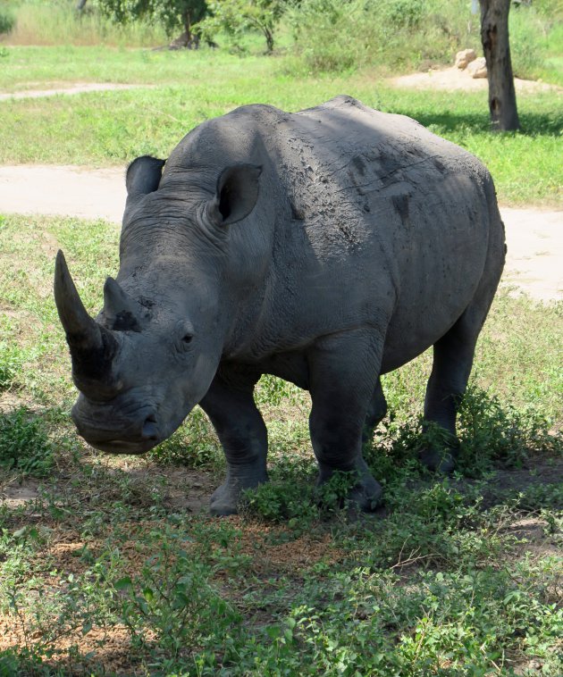 Witte neushoorn