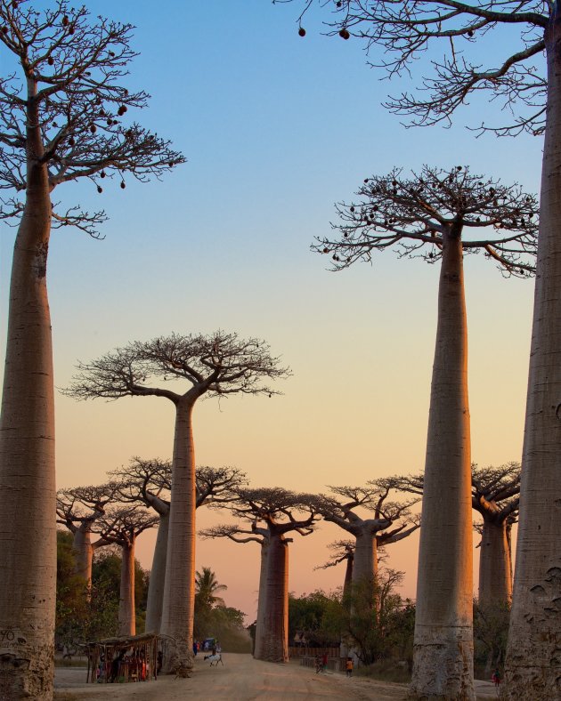 Avenue des Baobabs