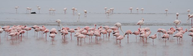 Flamingo Panorama