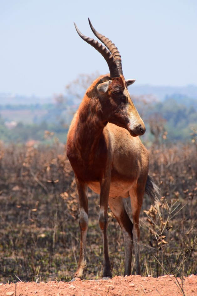 Blesbok