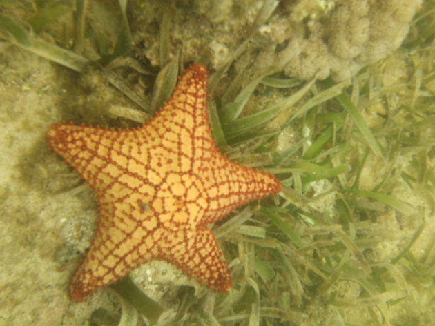 Snorkelen in Nicaragua