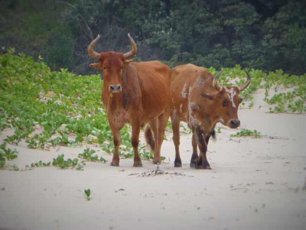 Trennerys strand koeien