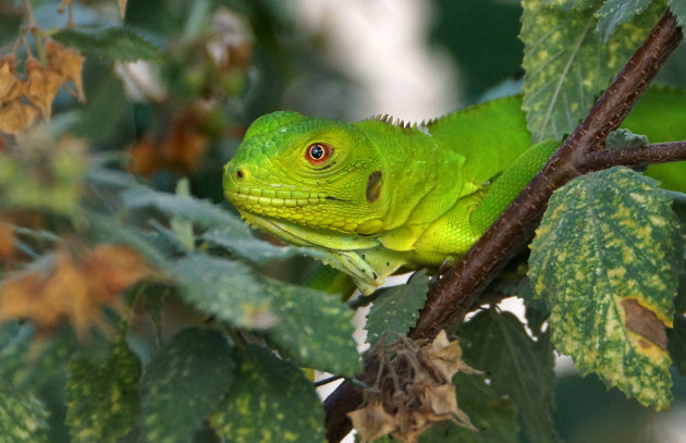 Groene leguaan vlakbij huis op Bonaire