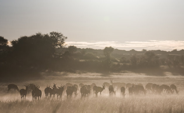 Vroeg in de ochtend in Kgalagadi