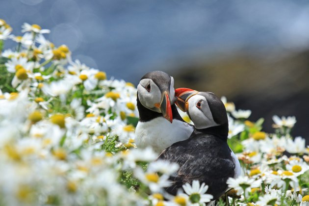 Puffins op Shetland