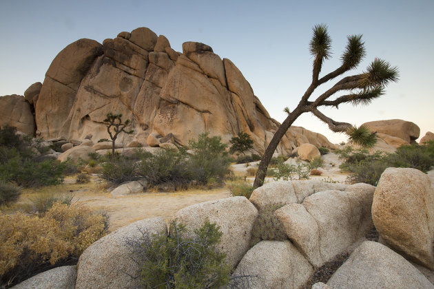 Joshua Tree N.P.