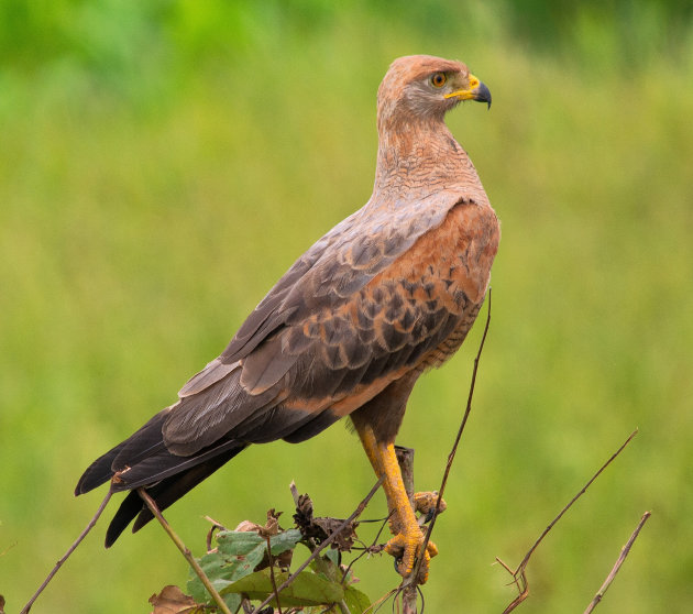 Roofvogel