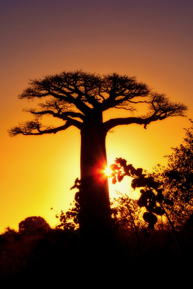 Gouden Baobab uurtje